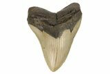 Fossil Megalodon Tooth - North Carolina #192489-2